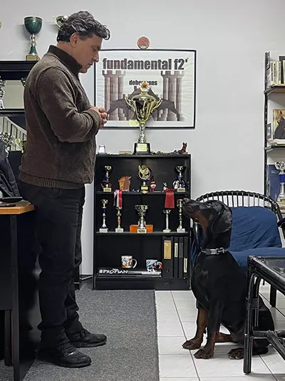 Θέμης Νικολάου εκπαιδεύει σκύλο ράτσας Doberman